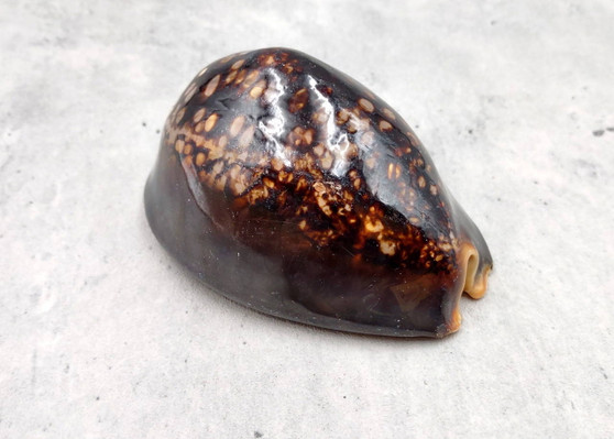 Image of a three inch Humpback Cowrie. Copyright 2025 Seashellsupply.com