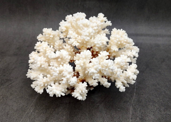 Brownstem White Cauliflower Coral Cluster (1 coral approx. 5.5L x 4H x 5D inches) Brown White Coral for coastal home display & decor!