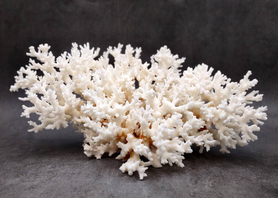 Brownstem White Lace Coral Cluster - Pocillopora Damicornis - (1 coral 9.5L x 4.5H x 7D inches). One white coral cluster with multiple white branches. Copyright 2025 SeaShellSupply.com.