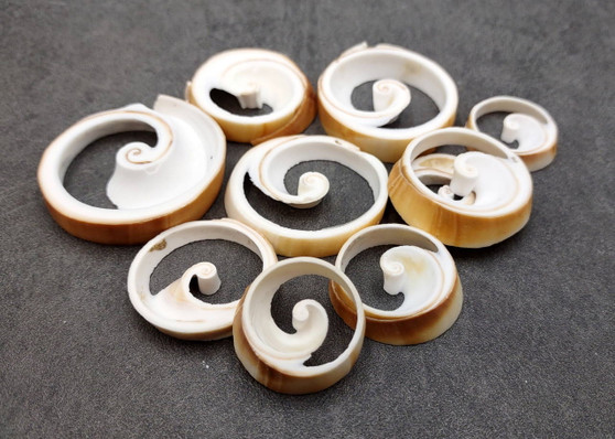 Ring Cut Tibia Conch Seashells White Brown Sliced Tibia Curta (10 pieces approx. 0.75+ inch) Tan Ring Cut Tibia Shells for arts & crafts! Copyright 2025 SeaShellSupply.com.
