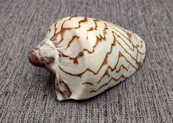 Noble Volute Seashell Tan Brown Voluta Nobilis (1 shell approx. 3+ inches) Brown Striped Noble Volute shell for coastal decor & collections! Copyright 2026 SeaShellSupply.com.