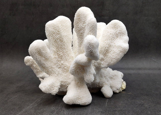 White Catspaw Coral Cluster Pocillopora Palifera (1 coral approx. 8L x 6.5H x 8.5D inches) Large Catspaw Coral piece for art & display!