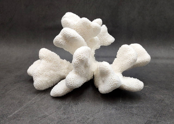 White Catspaw Coral Cluster Pocillopora Palifera (1 coral approx. 6L x 6H x 8.5D inches) Large Catspaw Coral piece for art & display!