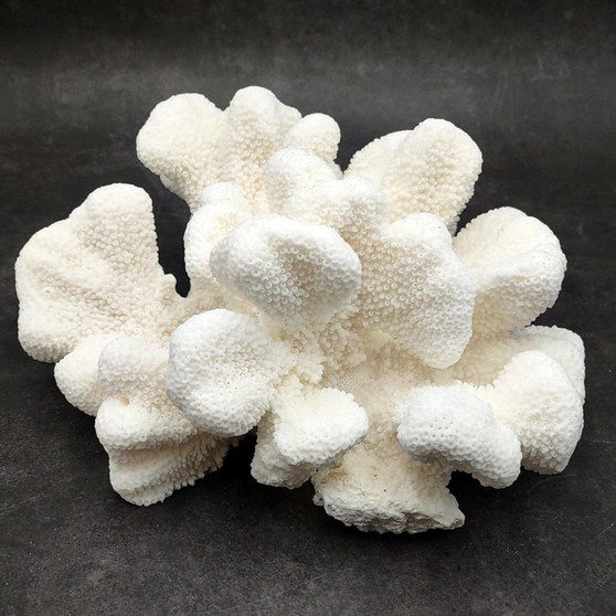 White Catspaw Coral Cluster Pocillopora Palifera (1 coral approx. 9L x 4H x 8D inches) Large Catspaw Coral piece for art & display! Copyright 2026 SeaShellSupply.com.