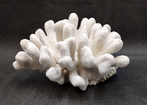 White Catspaw Coral Cluster Pocillopora Palifera (1 coral approx. 9L x 8.5H x 10.5D inches) White Coral for art display & collecting!