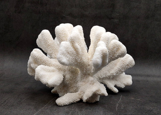 White Catspaw Coral Cluster Pocillopora Palifera (1 coral approx. 8.5L x 7H x 9.5D inches) Large Catspaw Coral piece for art & display!
