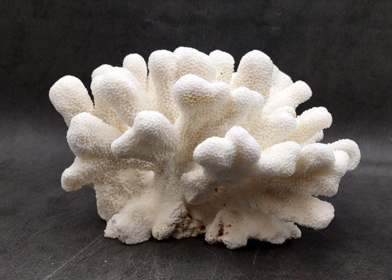 White Catspaw Coral Cluster Pocillopora Palifera (1 coral approx. 8.5L x 6.5H x 10D inches) Large Catspaw Coral piece for art & display! Copyright 2025 SeaShellSupply.com.