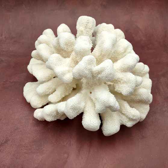 White Catspaw Coral Cluster Pocillopora Palifera (1 coral approx. 11L x 5H x 10D inches) Large Catspaw Coral piece for art & display!
