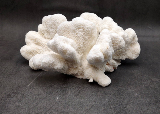 White Catspaw Coral Cluster Pocillopora Palifera (1 coral approx. 8.5L x 5H x 10.5D inches) White Coral for art display & collecting!