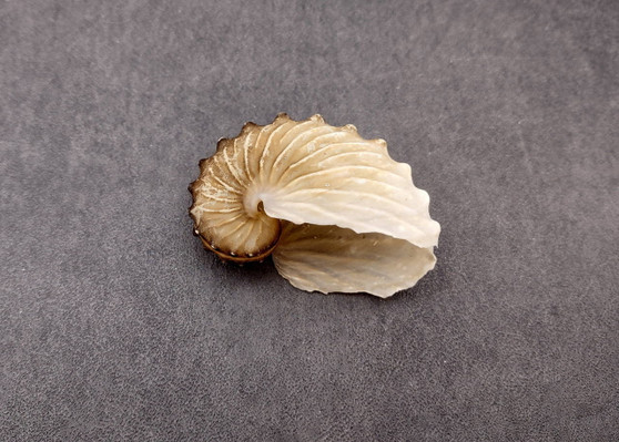 Brown Paper Nautilus Seashell - Very Rare - Argonauta Hians (1 shell approx. 2.5 inches). Two spiral beautifully ribbed shells, one showing the design and the other showing the sealed up opening. Copyright 2024 SeaShellSupply.com.