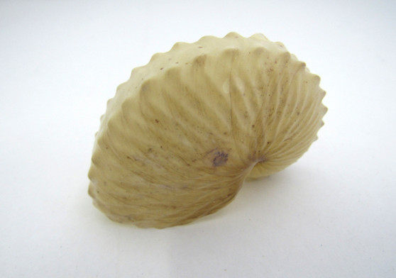 Brown Paper Nautilus Seashell - Very Rare - Argonauta Hians (1 shell approx. 2.5 inches). Two spiral beautifully ribbed shells, one showing the design and the other showing the sealed up opening. Copyright 2022 SeaShellSupply.com.