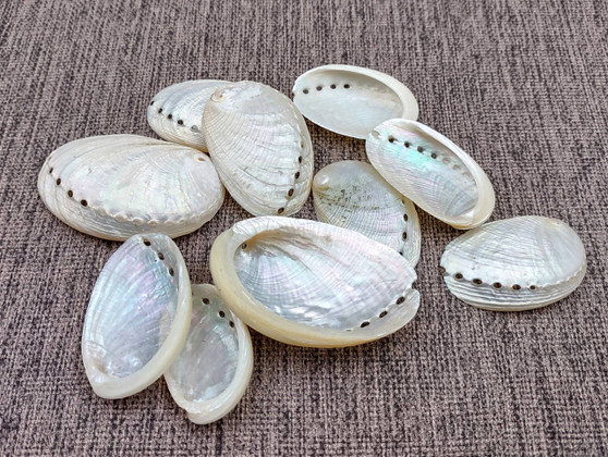 Pearlized Abalone Seashell (10 shells approx. 1-1.5 inches). multiple sand colored shells in pile. Copyright 2025 SeaShellSupply.com.