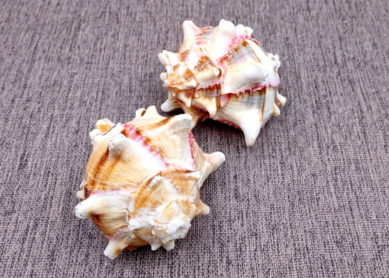 Pink Brown Striped Murex Seashells Murex Brassica (2 shells approx. 3-4+ inches) B GRADE Striped Murex ideal for arts crafts & collecting!