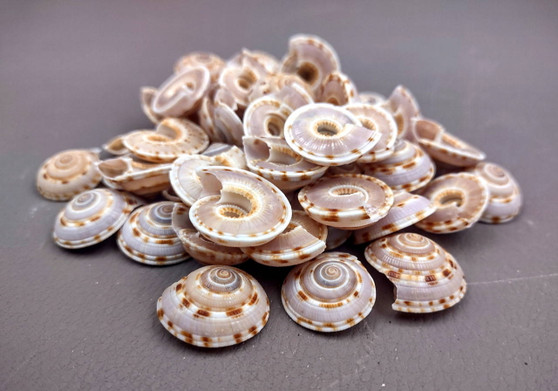 Perspective Sundial Seashells/Small (20 pcs) - (.5-1 Inch) - Architectonica Perspectiva. Multiple tight spiral shells in pile. Copyright 2024 SeaShellSupply.com.