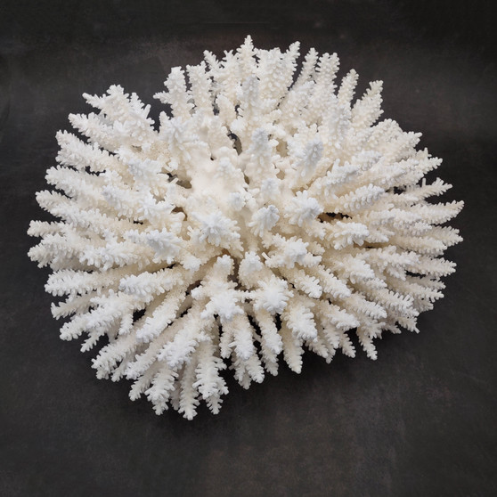 Large White Table Coral Cluster Centerpiece (1 coral approx. 12L x 7H x 9D inches) Acropora Latistella Table Coral for display & collecting! Copyright 2026 SeaShellSupply.com.