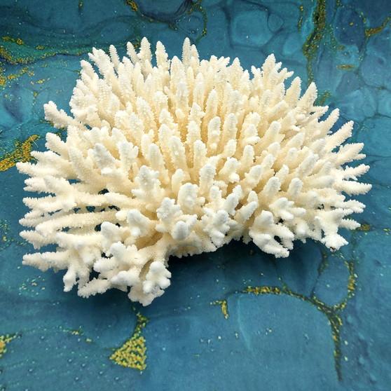 White Table Coral Large Cluster (1 coral approx. 11L x 4H x 10D inches) White Acropora Latistella Coral for gifting decor & collecting. Copyright 2026 SeaShellSupply.com.
