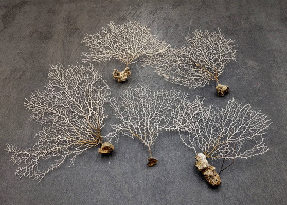 White Sea Fan Corals Gorgonia Ventalina (set of 5 fans approx. 4-6+ inches) White Coral Sea Fans for art projects crafts & collecting! Copyright 2025 SeaShellSupply.com.