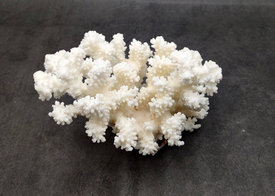 Brownstem White Coral Cluster Pocillopora Verrucosa (1 coral approx. 7L x 5.5H x 4.5D inches) Coral for collections & display!