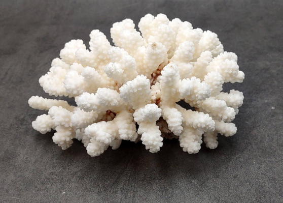 Brownstem White Cauliflower Coral Cluster Pocillopora Verrucosa (1 coral approx. 6.5L x 3.5H x 6D inches) Coral for collections & display!