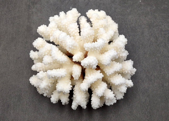 Brownstem White Cauliflower Coral Cluster Pocillopora Verrucosa (1 coral approx. 7L x 3.5H x 6.5D inches) Coral for collections & display!