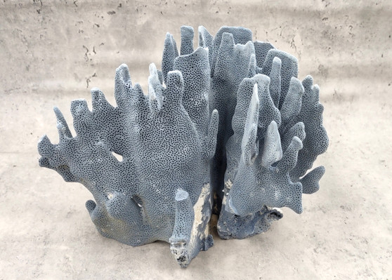 Blue Ridge Coral Cluster Heliopora Coerulea (1 coral 9L x 6D x 7H inches) Great Blue coral cluster for coastal home decor or display!