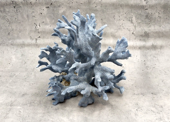 Blue Ridge Coral Cluster Heliopora Coerulea (1 coral 8L x 6.5D x 8H inches) Great Blue coral cluster mounted on base for decor or display! Copyright 2025 SeaShellSupply.com. Blue Ridge Coral Cluster Heliopora Coerulea (1 coral 8L x 6.5D x 8H inches) Great Blue coral cluster mounted on base for decor or display! Copyright 2025 SeaShellSupply.com.