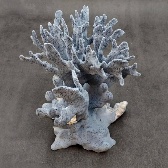 Blue Ridge Coral Cluster Heliopora Coerulea (1 coral 8L x 6.5D x 8H inches) Great Blue coral cluster mounted on base for decor or display! Copyright 2026 SeaShellSupply.com.