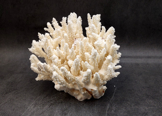 White Table Coral Cluster Large Centerpiece (1 coral 5.5L x 6.5H x 7D) Large White Table Coral for coastal home display decor & collecting!