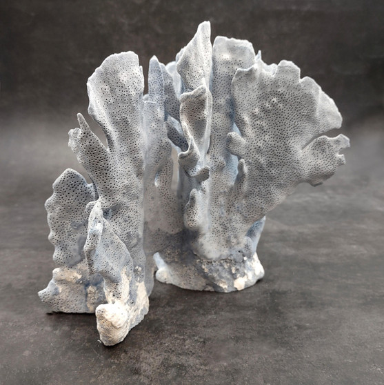 Blue Ridge Coral Cluster Heliopora Coerulea (1 coral 9L x 6.5D x 8H inches) Great Blue Coral Cluster for coastal home decor or display! Copyright 2026 SeaShellSupply.com.