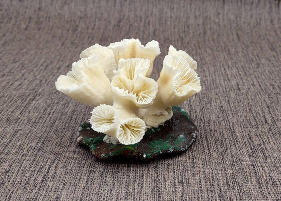 Farmed White Lettuce Coral Agaricia Agaricites (1 coral approx. 3W x 1.5H+ inches) Aquaculture Lettuce Coral sustainably grown & sourced!