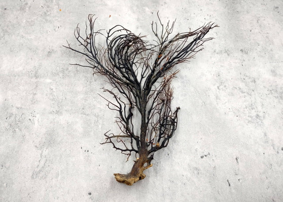Black Sea Fan Coral Rough Dried Iciligorgia Schrammi (1 fan approx. 8+ inches) Real Rugged Black sea fan branches for arts crafts & decor!