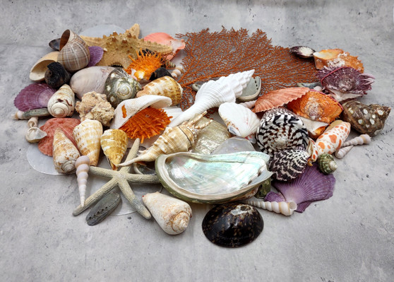 Seashell Variety Pack Assorted Mix B GRADE (Approx. 40+ Shells 2-6+ inches) B GRADE Shell Grab Bag Assortment 3 for crafts teaching & art!