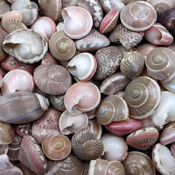 Pink Umbonium Seashell Mix (approx. quarter cup +/-90 shells 0.375+ inches) Small Pink Brown Umbonium Shells for arts & crafts! Copyright 2025 SeaShellSupply.com.