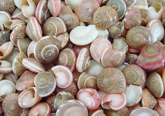 Pink Umbonium Seashells (appx. 220-230 pcs.). Multiple pastel snail looking spiral shells in a pile. Copyright 2022 SeaShellSupply.com.