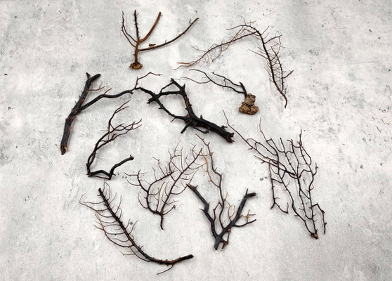 Black Sea Fan Coral Dried Branches Gorgonia Ventalina (10 fragments approx. 3+ inches) Real Black Sea Fan branches for arts crafts & decor!