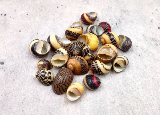 Zigzag Nerite Seashells Yellow Brown Red Neritina Communis (Approx. 15 shells 0.5+ inches) Brown Striped Zig Zag Nerite Shells for crafting!