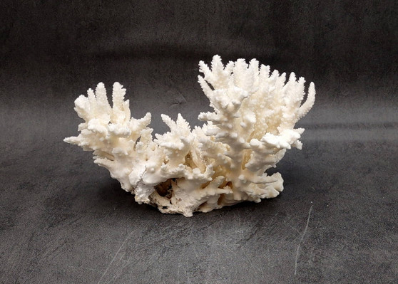 White Table Coral Cluster Large Centerpiece (1 coral 5.5L x 6H x 7.5D inches) Copyright 2025 SeaShellSupply.com.