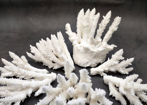 White Table Coral Pieces (1 set of 7 pieces approx. 3-5 inches) Copyright 2025 SeaShellSupply.com.
