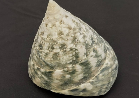 Elongated Troca Seashell (2-3 inches). Two spiral wide bottom shells, one showing the spiral and coloring and the other showing the opening. Copyright 2022 SeaShellSupply.com.