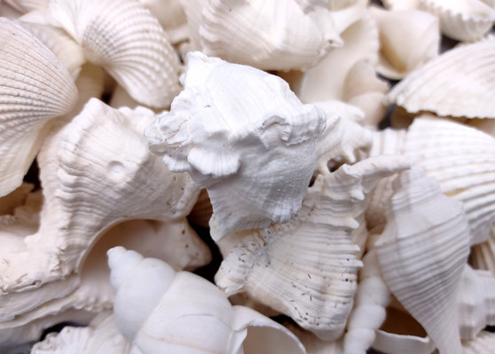 White Seashell Large Wedding Mix (approx. 1 kilogram 50+ shells 1.5-3.5+ inches) Mixed White Shells for wedding table decoration & crafting!