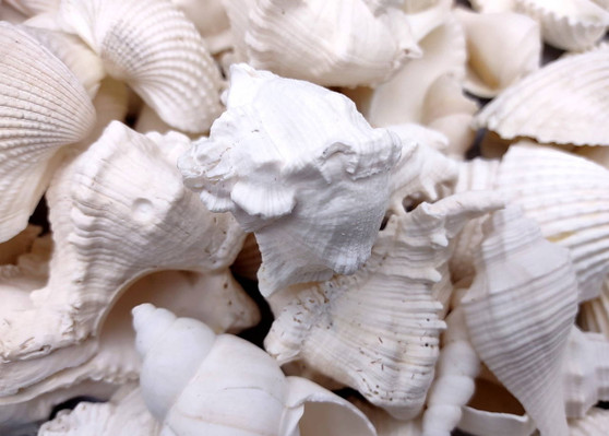 White Seashell Large Wedding Mix (approx. 1 kilogram 50+ shells 1.5-3.5+ inches) Mixed White Shells for wedding table decoration & crafting! Copyright 2025 SeaShellSupply.com.