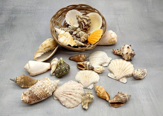 Mixed Small Seashells Assortment in 4 Inch Basket (approx. 15-25+ shells 0.5-1.5+ inches) Shells for coastal crafting and collections! Copyright 2025 SeaShellSupply.com.