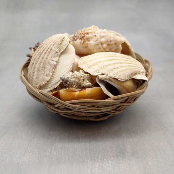 Mixed Small Seashells Assortment in 4 Inch Basket (approx. 15-25+ shells 0.5-1.5+ inches) Shells for coastal crafting and collections! Copyright 2025 SeaShellSupply.com.