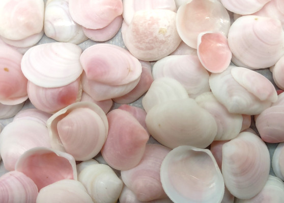 Rose Petal Tellin Seashell Halves Pink Eurytellina Lineata (Approx. 20 HALF shells 0.375+ inches) Copyright 2025 SeaShellSupply.com.