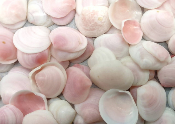 Rose Petal Tellin Seashell Halves Pink Eurytellina Lineata (Approx. 20 HALF shells 0.375+ inches) Copyright 2025 SeaShellSupply.com.