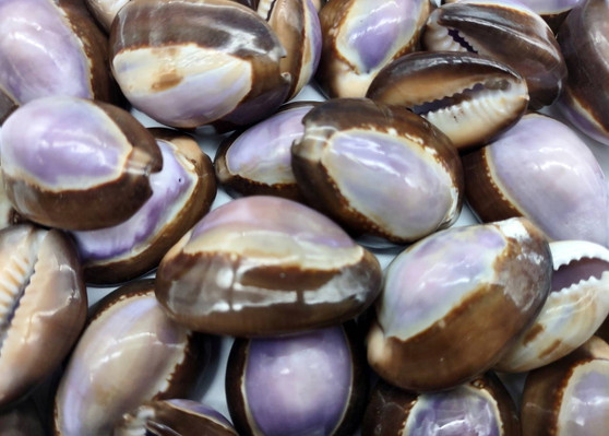 Purple Top Serpent Head Cowrie Shells (10 pcs.) - Cypraea Caputserpentis. Multiple purple and white shells rimmed with brown in a pile. Copyright 2025 SeaShellSupply.com.