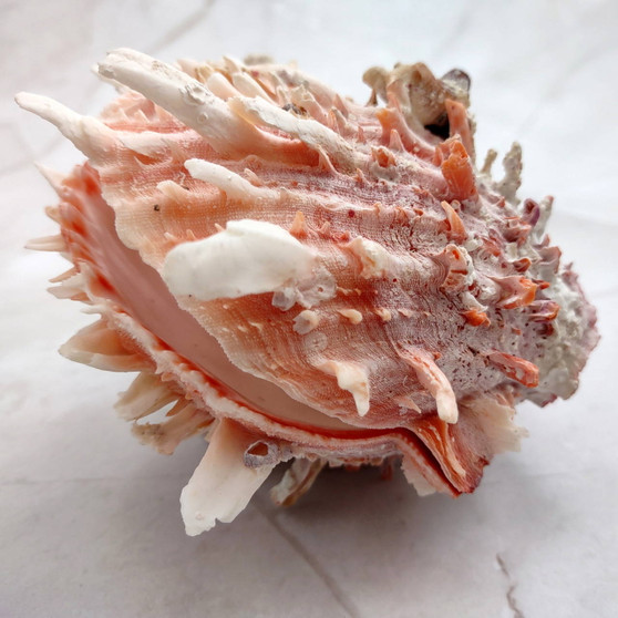 Large Spiny Oyster Seashell Pair Orange White Spondylus Barbatus (1 shell pair approx. 5+ inches) Thorny Oyster Shell for display & décor! Copyright 2025 SeaShellSupply.com.