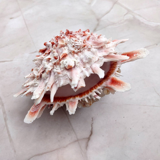 Large Spiny Oyster Seashell Pair Orange White Spondylus Barbatus (1 shell pair approx. 5+ inches) Thorny Oyster Shell for decor & display!  Copyright 2025 SeaShellSupply.com.\n\n