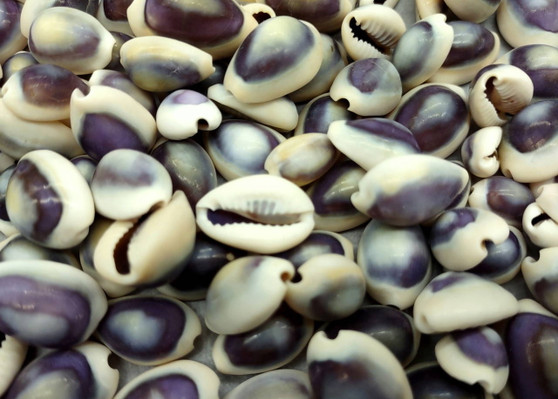Purple Top Cowrie Seashells Bulk Cypraea Annulus (approx. half cup +/-45 shells 0.5+ inches) Purple Top Cowry shells for crafts & jewelry!