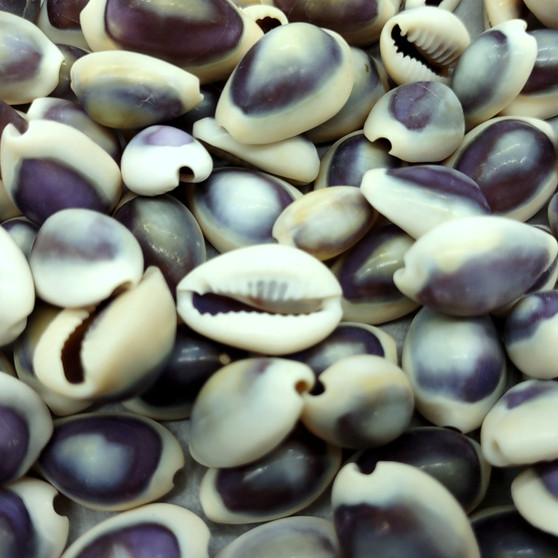 Purple Top Cowrie Seashells (appx. 47-50 pcs.) - Cypraea Annulus. Multiple purple and white ombre shells in pile. Copyright 2024 SeaShellSupply.com.